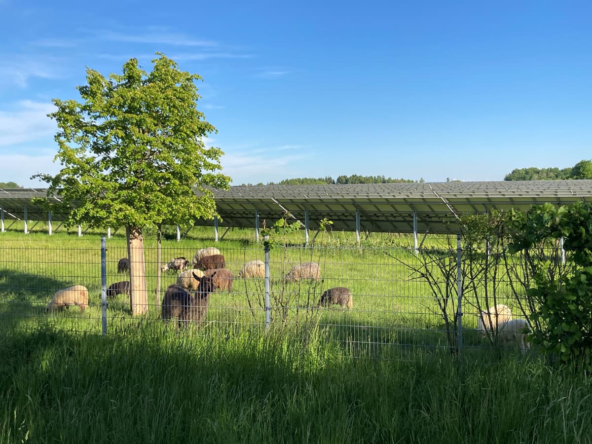 Sheep graze in a grassy field surrounded by a fence, with solar panels and green trees in the background under a clear blue sky.