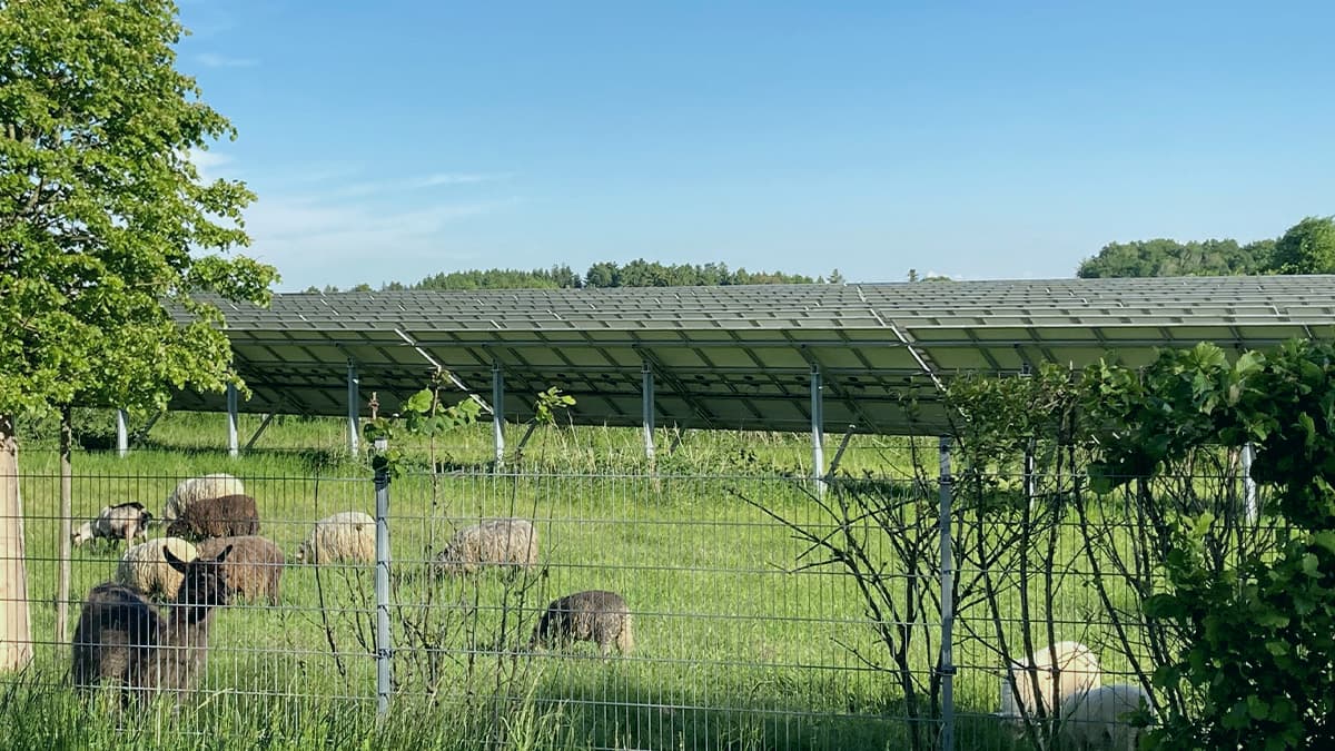 A group of sheep grazes on green grass near a solar panel installation, with trees and a clear sky in the background.